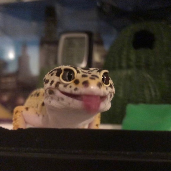 Meet your Posher, Elizabeth - Picture 1 of 1